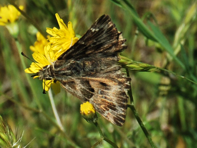 Carcharodus alceae?